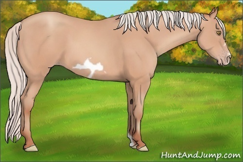 Horse Color: Silver Amber Champagne Frame 