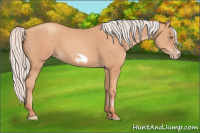 Horse Color:Silver Amber Champagne Frame 