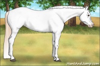 Horse Color:Red Roan Appaloosa 