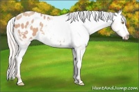 Horse Color:Silver Amber Champagne Frame Appaloosa 