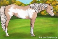 Horse Color:Silver Amber Champagne Frame 
