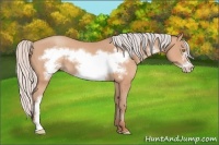 Horse Color:Silver Amber Champagne Frame 