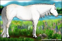 Horse Color:Gray Buckskin Splash 