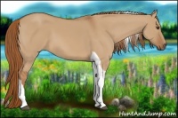 Horse Color:Red Dun Tobiano 