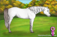 Horse Color:Gray Chestnut 