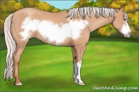 Horse Color:Silver Amber Champagne Frame 