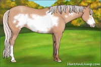 Horse Color:Silver Amber Champagne Frame 