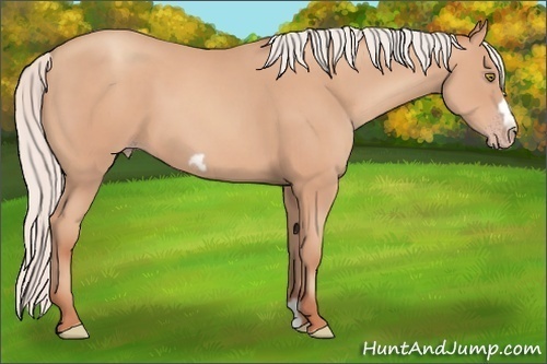 Horse Color: Silver Amber Champagne Frame 