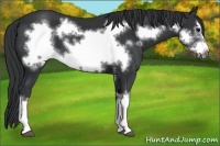 Horse Color:Black Frame 
