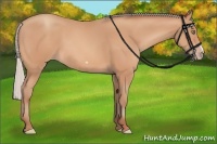 Horse Color:Silver Amber Champagne Frame 