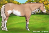 Horse Color:Silver Amber Champagne Frame 