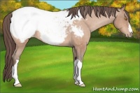 Horse Color:Sable Champagne Snowcap 