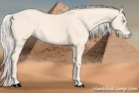 Horse Color:Cremello 