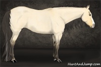 Horse Color:Buckskin Roan Dun Splash 