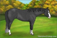 Horse Color:Blue Roan Splash 