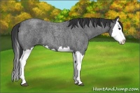 Horse Color:Blue Roan Splash 