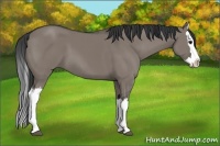 Horse Color:Grullo Splash 