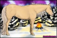 Horse Color:Gold Cream Champagne 