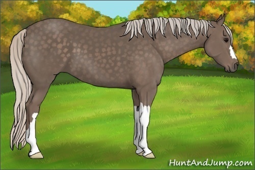 Horse Color: Silver Black 
