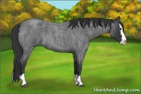 Horse Color:Blue Roan Splash 
