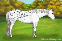Horse Color:Black Appaloosa 