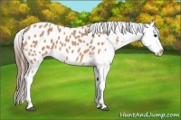 Horse Color:Bay Roan Near Leopard 