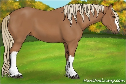 Horse Color: Chestnut 