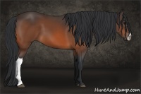 Horse Color:Bay 