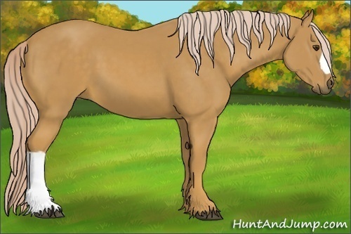 Horse Color: Palomino 