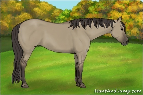 Horse Color: Unknown 