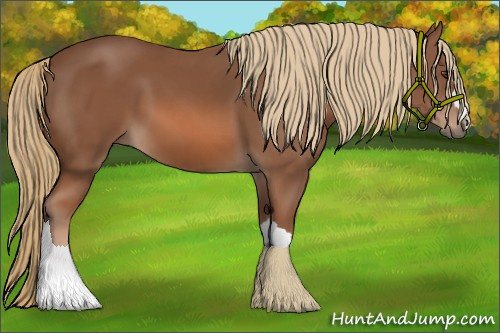 Horse Color: Chestnut 