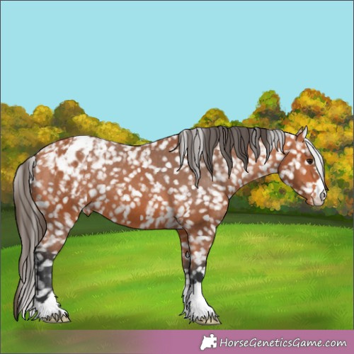 Horse Color:Bay Blanket 