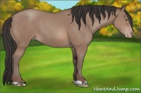 Horse Color:Sable Champagne 