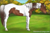 Horse Color:Liver Chestnut Tobiano 