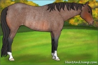Horse Color:Bay Roan Appaloosa Rabicano 