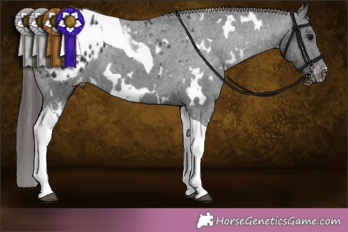 Horse Color:White Spotted Black Tobiano Appaloosa 