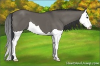 Horse Color:Grullo Splash 