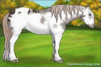 Horse Color:Liver Chestnut Splash Frame Appaloosa 