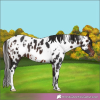 Horse Color:White Spotted Brown Leopard 