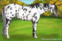 Horse Color:White Spotted Brown Appaloosa 