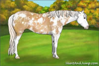 Horse Color:Chestnut Sabino Splash 