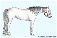 Horse Color:Gray Bay Dun Splash Frame 