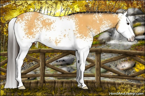 Horse Color: White Spotted Buckskin Splash 