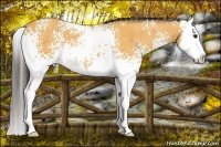 Horse Color:White Spotted Buckskin Splash 