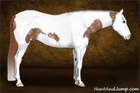 Horse Color:Chestnut Ice Splash Tobiano 