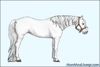 Horse Color:Gray Bay 