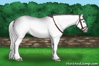 Horse Color:Gray Black Splash 
