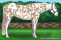 Horse Color:Liver Red Dun Appaloosa