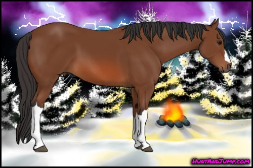 Horse Color: Bay 