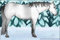Horse Color:Gray Smoky Black 